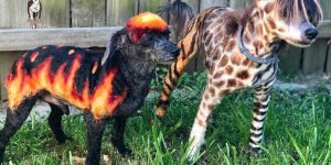 Barking Mad Dog Groomer Transforms Pampered Pets Using Crazy Dye Designs