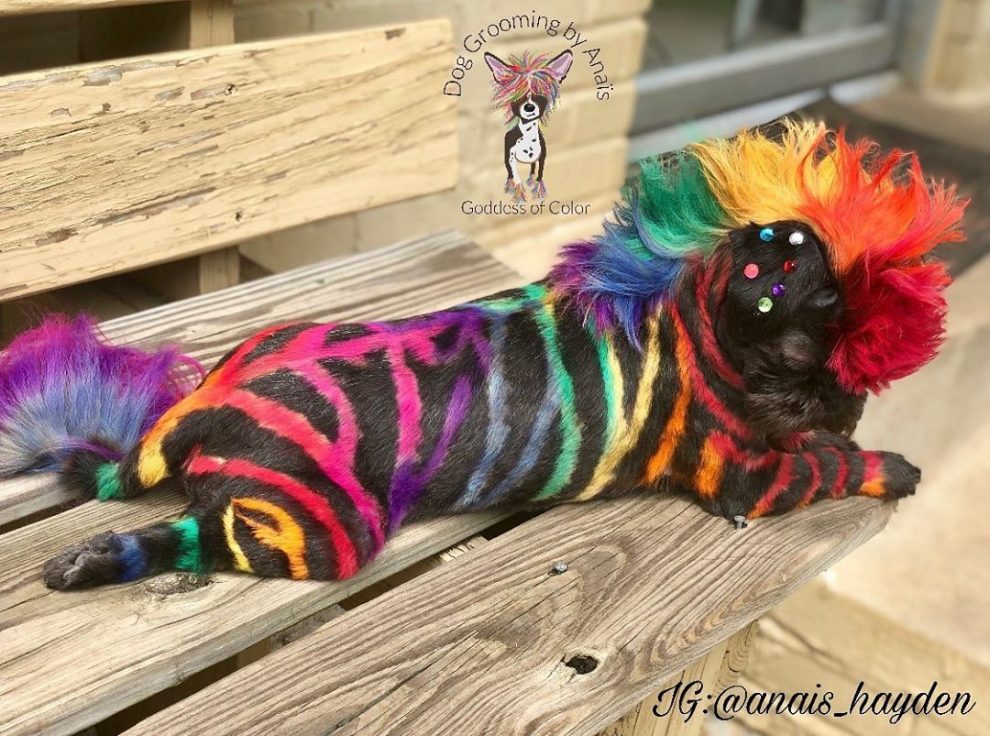 Barking Mad Dog Groomer Transforms Pampered Pets Using Crazy Dye ...