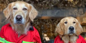 Photographer Takes Funny Pictures Of Herself And Her Dog In Silly Costumes