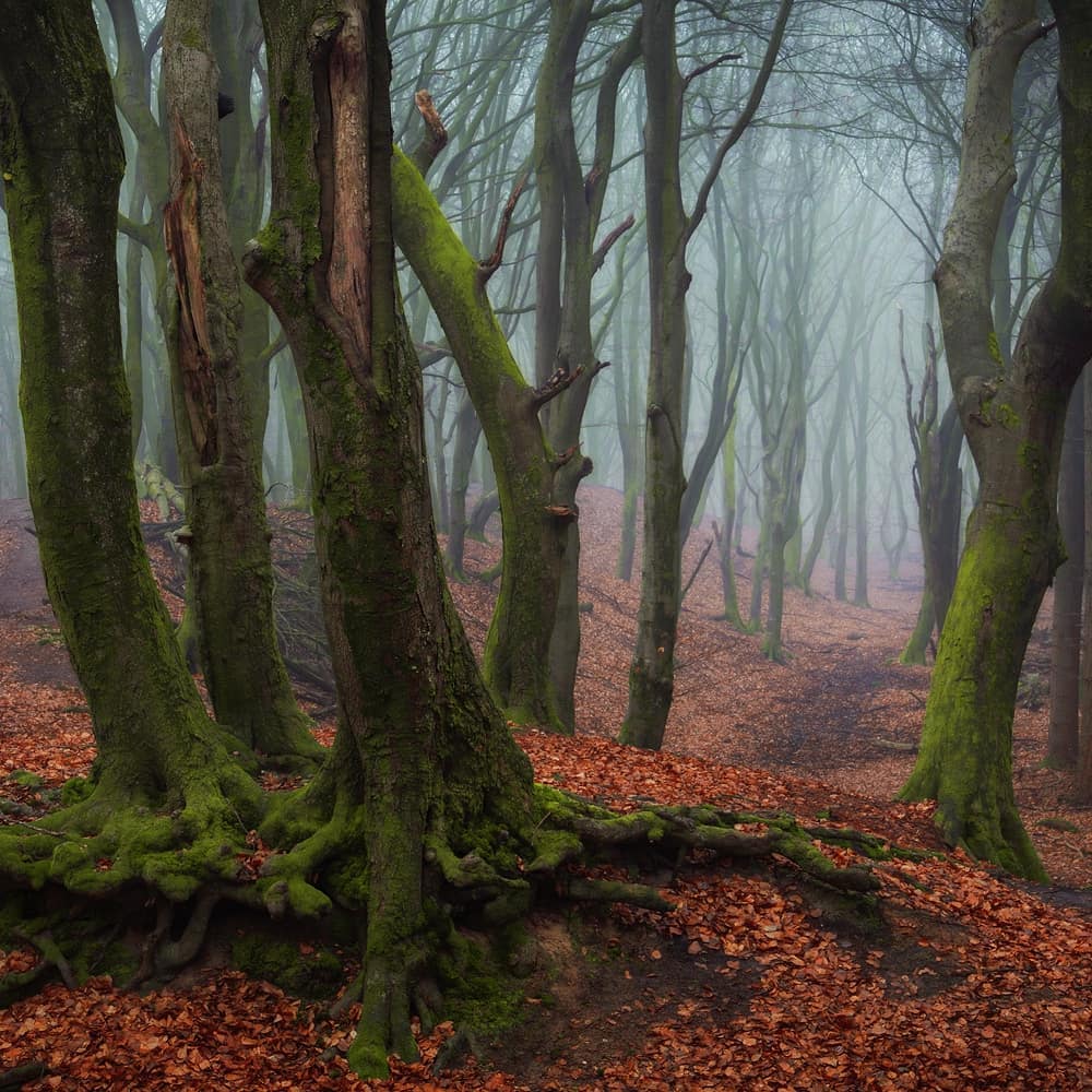 Фотографы леса. Martin Podt фотограф.