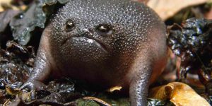 Meet Rain Frog: The World’s Grumpiest Frog
