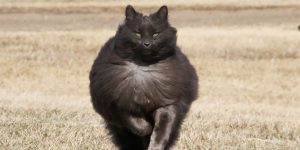 Meet Sygmond, The Beautiful Gray Cat Of Your Nightmares