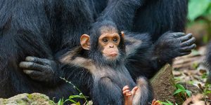 The Spectacular Winning Photographs Of Comedy Wildlife Photography Awards 2019