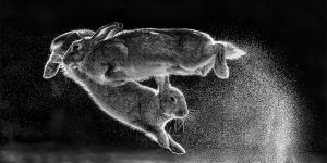 The Best Winning Pictures From The 2019 Nature Photographer Of The Year