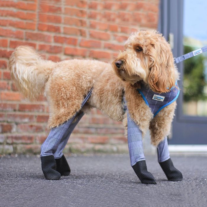 Walkee Paws The world's first dog leggings - Original Version