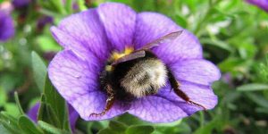 Tired Bumblebees Who Fell Asleep Inside Flowers With Pollen On Their Butts
