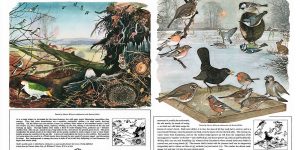 Traveller’s Joy – The Key To The Countryside – Beautiful Shell Adverts From The Mid-1950s
