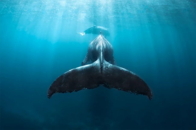 Daredevil Underwater Photographer Captures Stunning Images Of Humpback ...