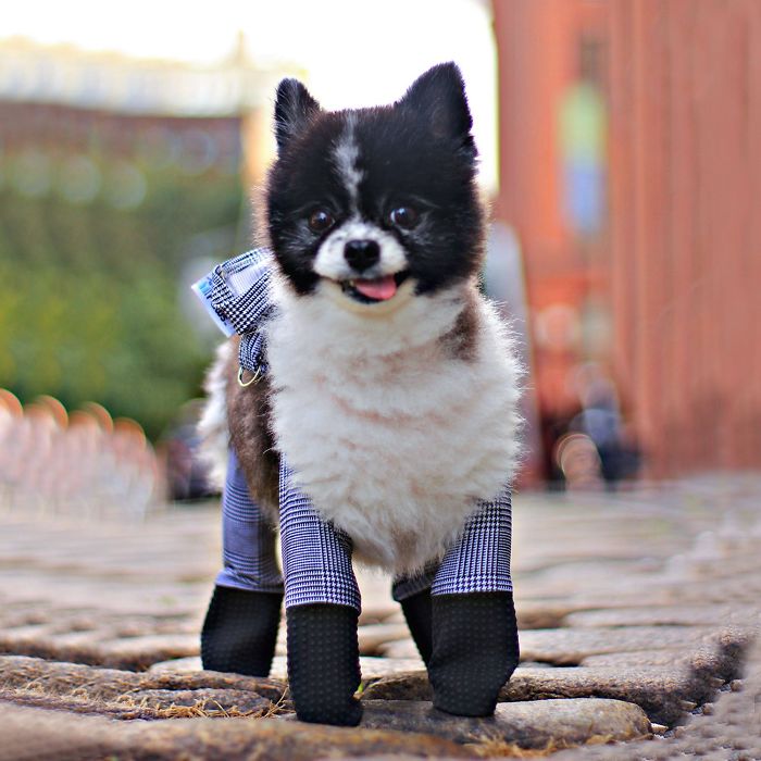 Walkee Paws The world's first dog leggings - Original Version