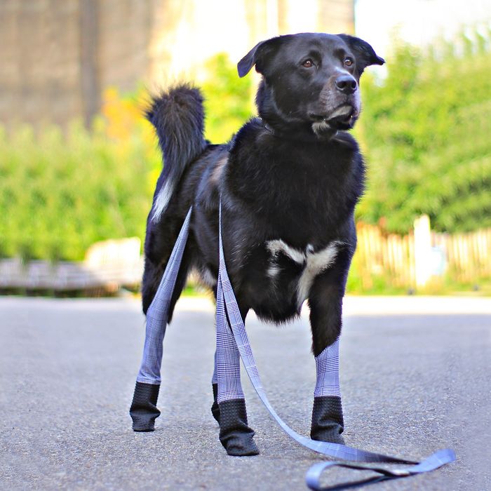 Walkee Paws The world's first dog leggings - Original Version