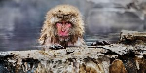 Photographer Steve McCurry's Photos Show The Complex Relationship Between Humans And Animals