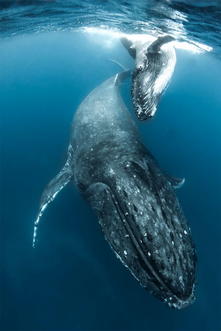 Daredevil Underwater Photographer Captures Stunning Images Of Humpback ...