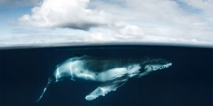 Daredevil Underwater Photographer Captures Stunning Images Of Humpback Whales In The South Pacific