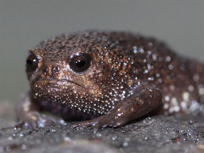 Meet Rain Frog: The World’s Grumpiest Frog » Design You Trust — Design ...