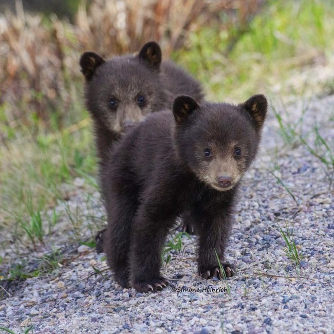 Bear In The Back Seat: Majestic Portraits Of Wild Animals By Simone ...