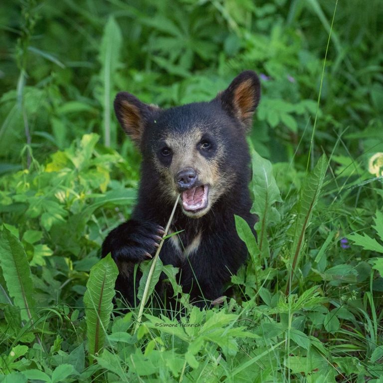 Bear In The Back Seat: Majestic Portraits Of Wild Animals By Simone ...