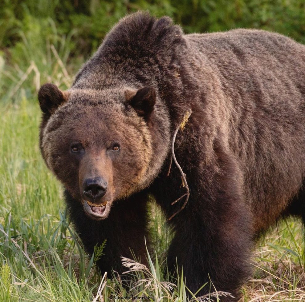 Bear In The Back Seat: Majestic Portraits Of Wild Animals By Simone ...