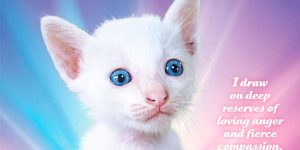 2020 Social Justice Kittens Calendar Is Here!