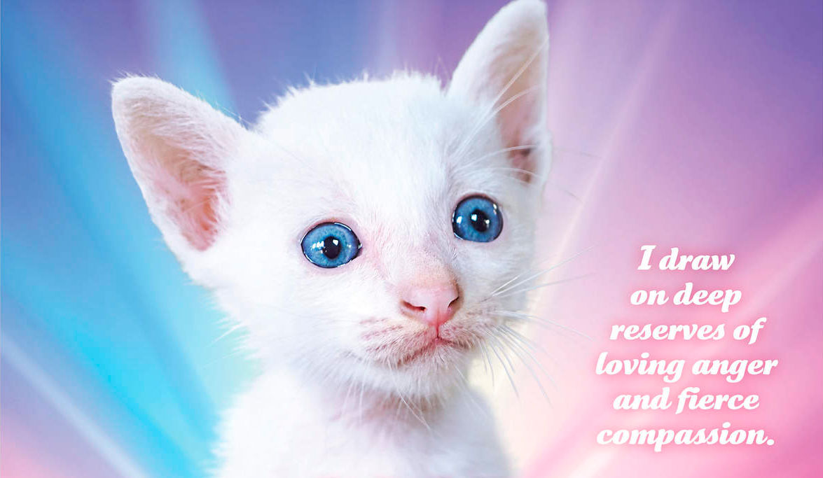 2020 Social Justice Kittens Calendar Is Here! » Design You Trust