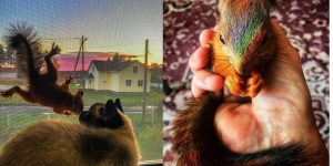 Squirrel That Wished To Live With A Human Friend