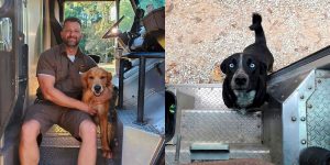 Turns Out, UPS Drivers Have A Facebook Group About Dogs They Meet On Their Routes