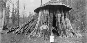 Amazing Vintage Photos Of Houses Carved Inside Massive Tree Stumps in America From The Early 20th Century