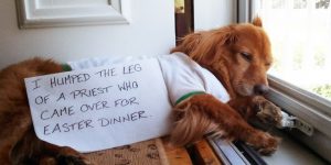 2020 Dog Shaming Calendar Is Here!