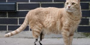 Bionic Cat Vito Becomes 'Superstar' With His Prosthetic Legs