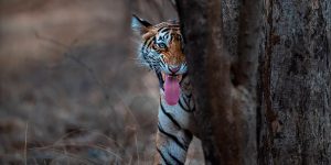 Indian Photographer Nitish Madan Captures Breathtaking Moments From The Lives Of Tigers