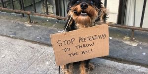 This Brave Dog Protests Annoying Everyday Things With Funny Signs