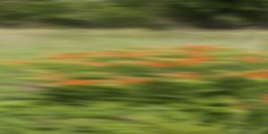 Use Roadside Wildflowers At Full Speed To Identify Plants Without Leaving Your Car