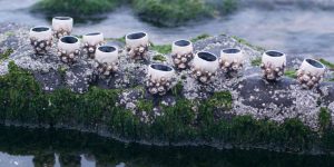 This Artist Creates Detailed Glass And Ceramic Artwork Inspired By Nature