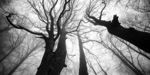 The Passion Of Trees In Pictures By Iranian Photographer Ali Shokri