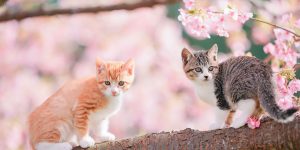 Japanese Photographer Snaps Charming Scene Of Cats Playing On Cherry Blossom Tree