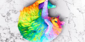 This Artist Gives Animals A Rainbow Makeover