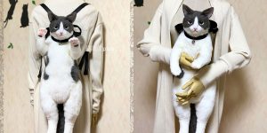 Japanese Designer Crafts Adorably Lifelike Cat Backpack
