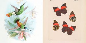 Biodiversity Heritage Library Makes 150,000 Animal And Botanical Illustrations Available To Download For Free