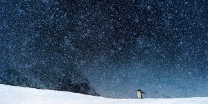Shortlist Photographs Of The 2020 Bird Photographer Of The Year Competition