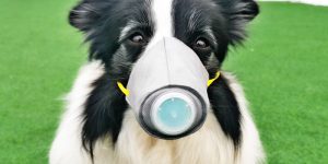 Scared Of Coronavirus, Chinese People Have Started Putting Masks On Their Pets