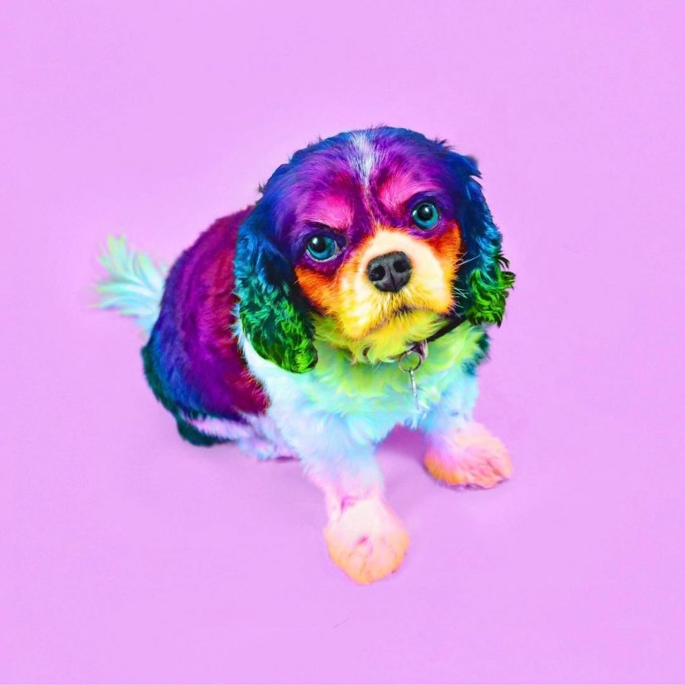 This Artist Gives Animals A Rainbow Makeover » Design You Trust