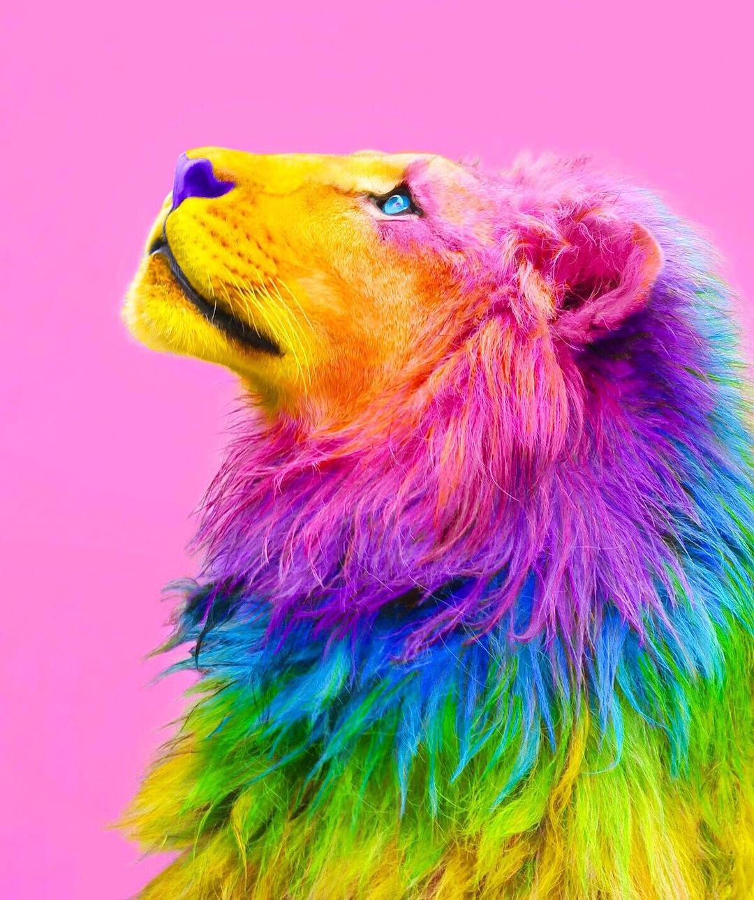 Rainbow animals. Яркие цвета. Цветные животные. Радужные звери. Яркие краски.