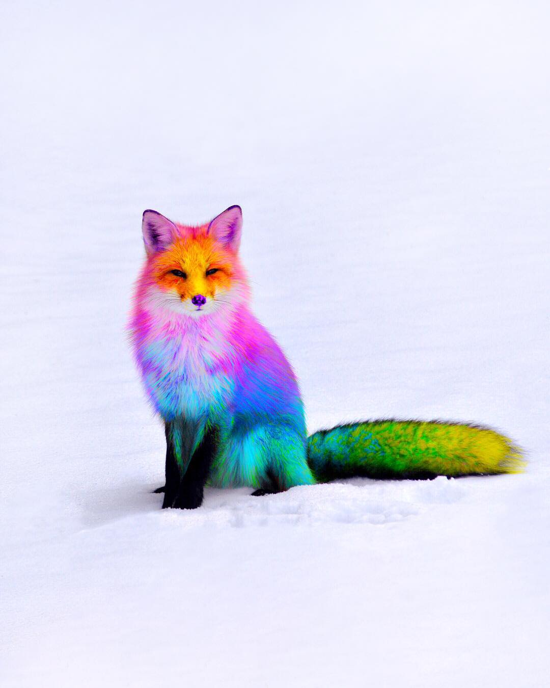 Радужная лиса. Разноцветный кот. Яркие животные. Радужные звери.