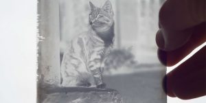 Man Develops 120-Year-Old Photos Of Cats Discovered Inside A Time Capsule
