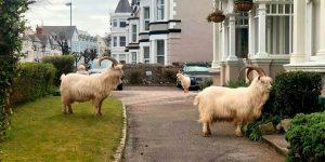 Goats Take Over Empty Streets Of Seaside Town In Wales During The Coronavirus Outbrake