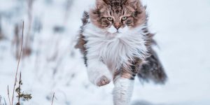 Owners Let Their Norwegian Forest Cat Roam Freely Outside, And He Looks Majestic
