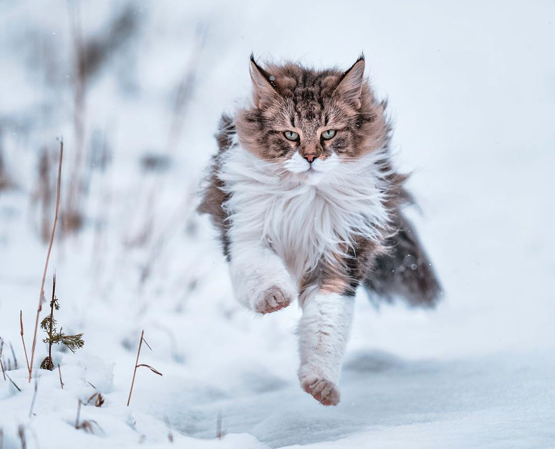 Owners Let Their Norwegian Forest Cat Roam Freely Outside, And He ...