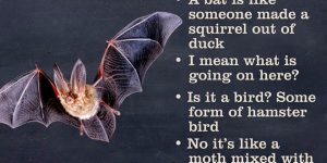 What The Bloody Hell Is A … ?: Brilliant Guide To Animals
