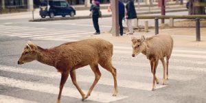 Nara’s Famous Deer Wander Streets, Station In Search Of Food After Coronavirus Tourism Drop