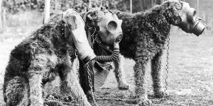 Stunning Vintage Photos Of Pets Wearing Gas Masks During The World War I