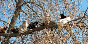 Spring Has Come, Cats Are Flying Back